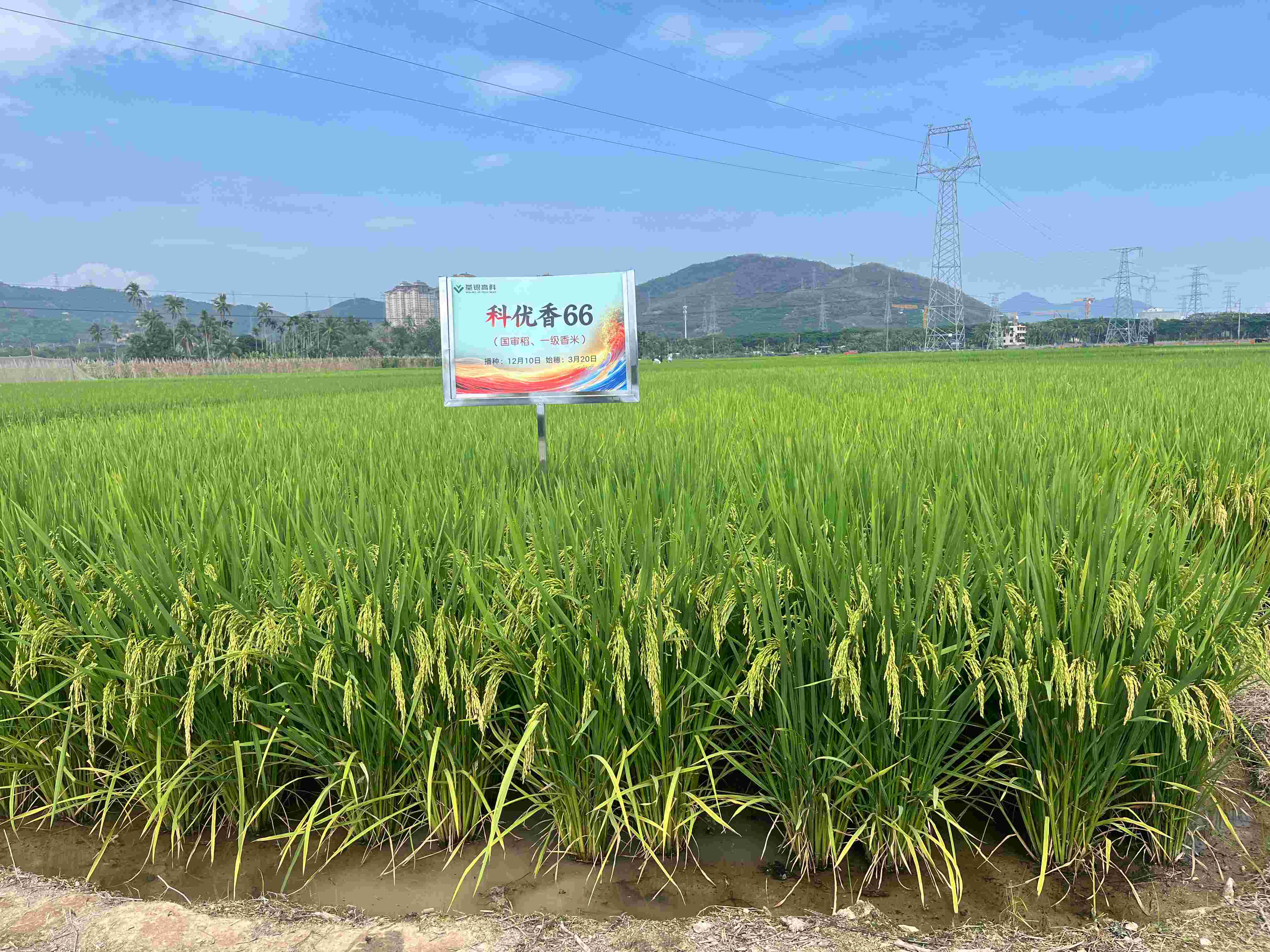 科優(yōu)香66 (2).jpg 科優(yōu)香66 (2).jpg